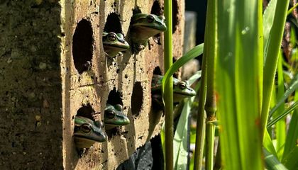 'Frog Saunas' May Be the Key to Saving Amphibians From a Deadly Fungal Infection