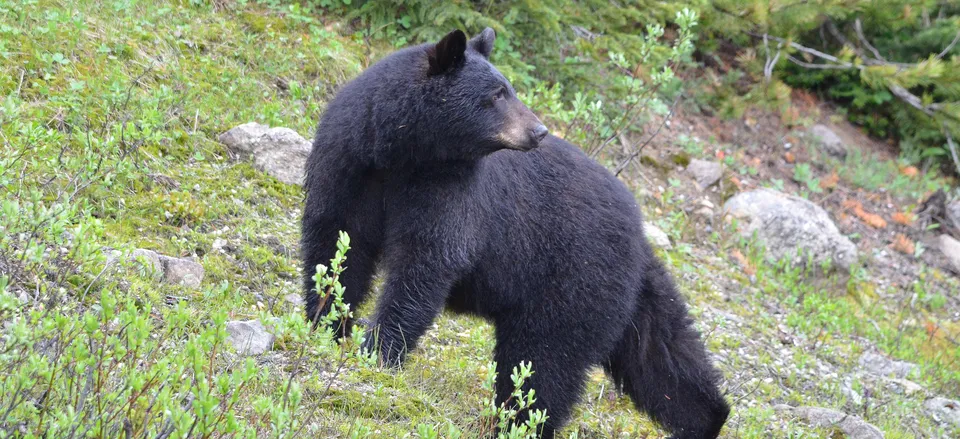  Black bear near Banff 