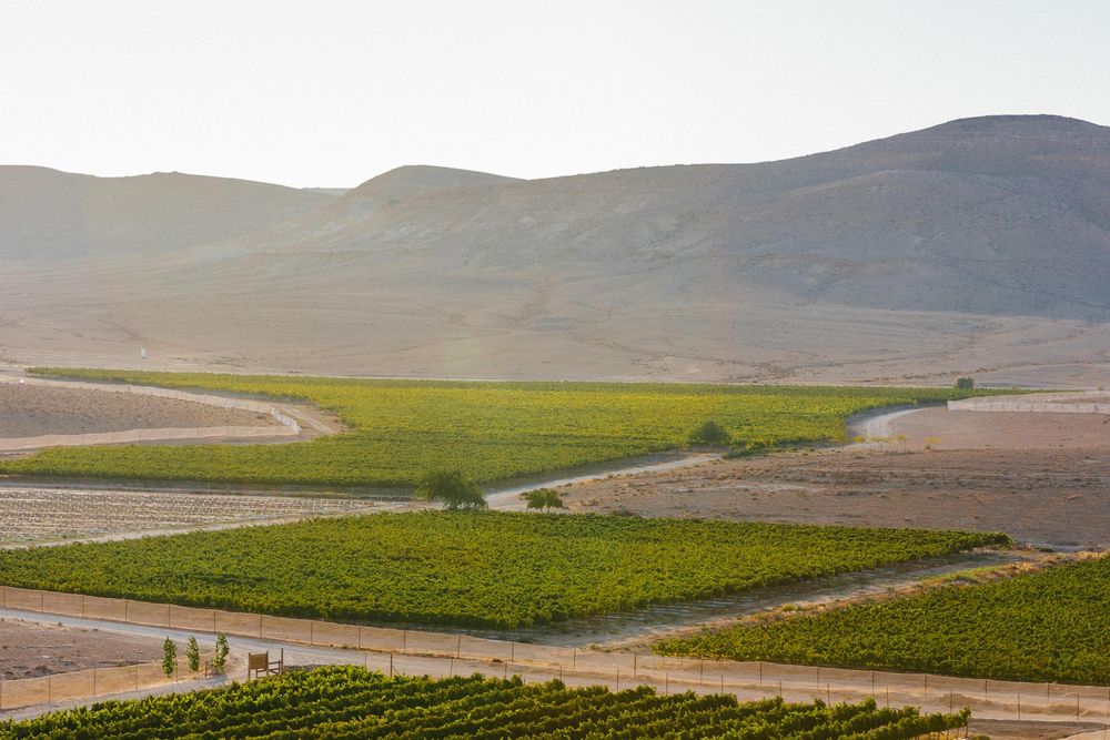 OPENER - Green patches of Nana Estate Winery in the arid desert. 
