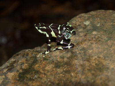 A female Limosa harlequin frog sports a miniature radio transmitter.