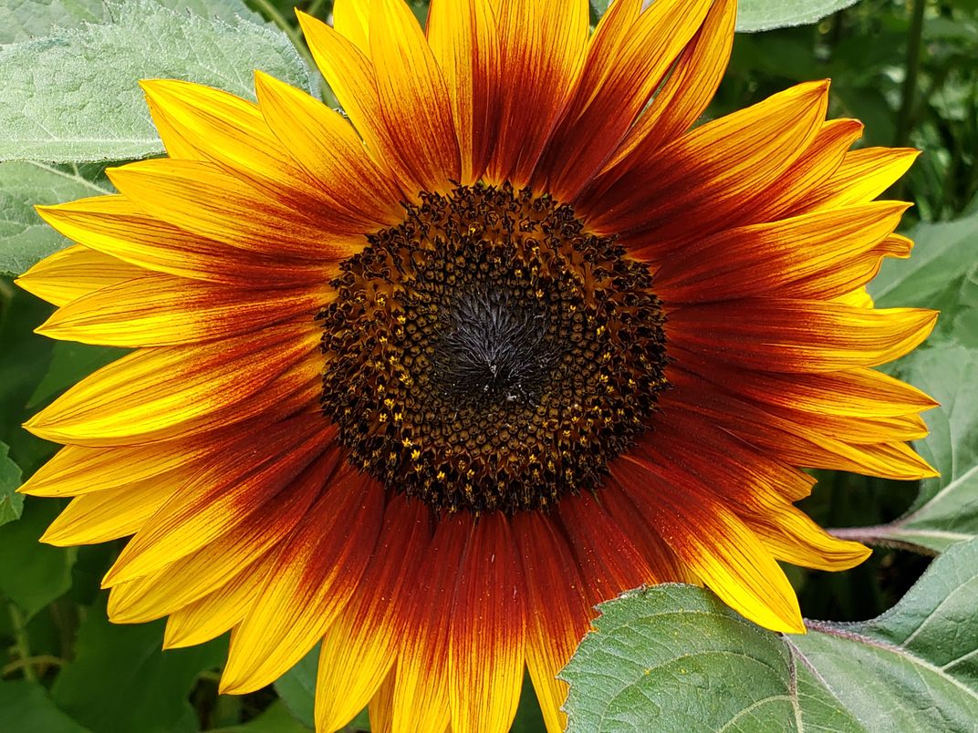 Beautiful sunflower closeup. | Smithsonian Photo Contest | Smithsonian ...