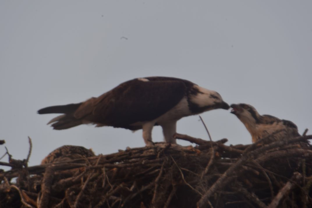 osprey feeding habits