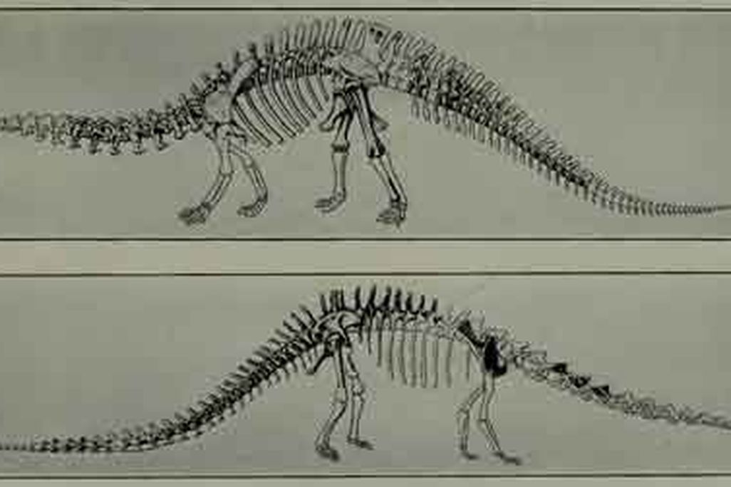 The reconstructed skeleton of "Brontosaurus" from W.D. Matthew's 1915 book Dinosaurs.
