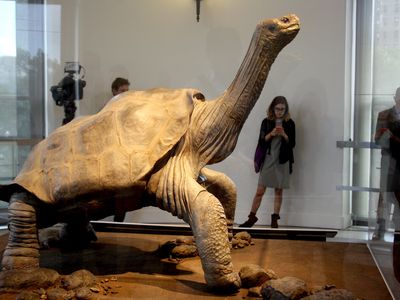 More than two years after his death, the tortoise Lonesome George has been stuffed and put on display in New York.
