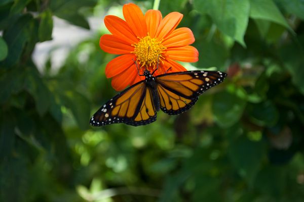 Monarch on Flower thumbnail