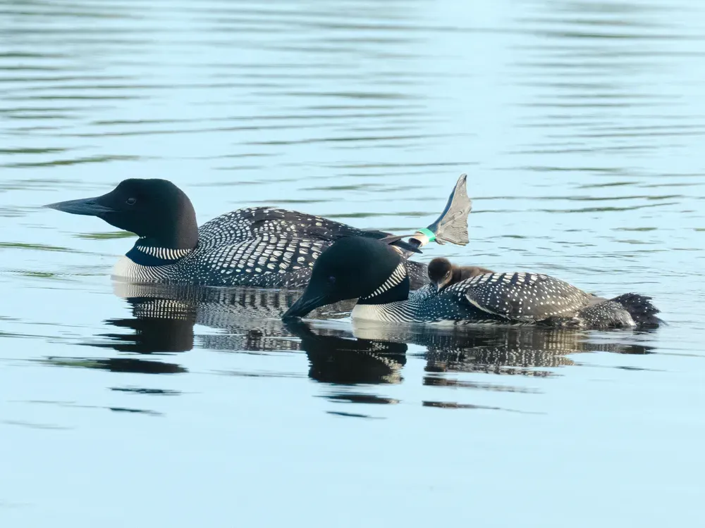 Two common loon birds floating on water with a small chick on one back