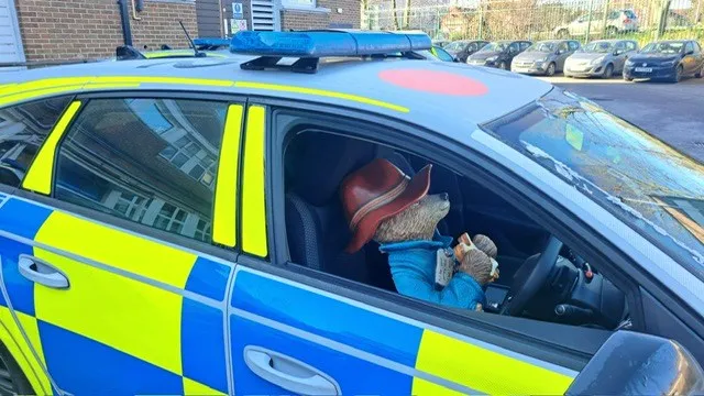 Statue of bear in passenger seat of police car