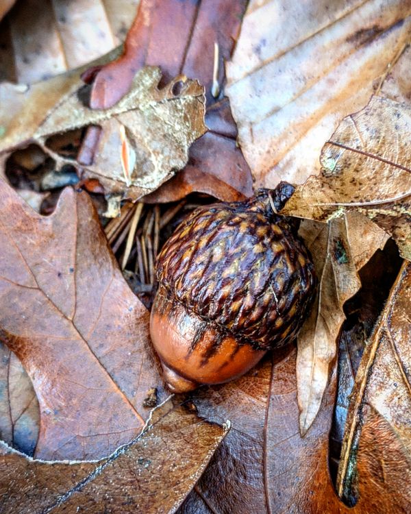 A perfect acorn. thumbnail