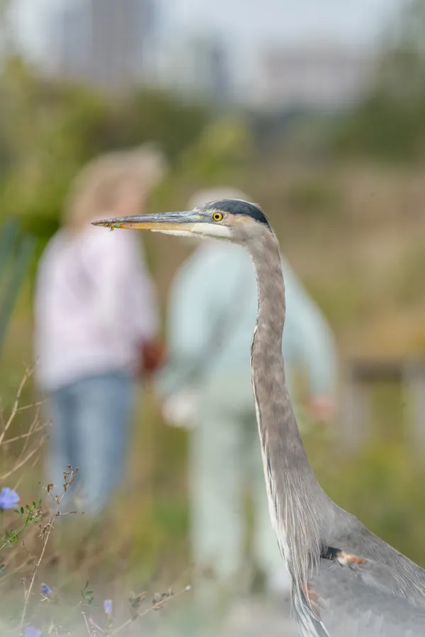 Urban Observer thumbnail