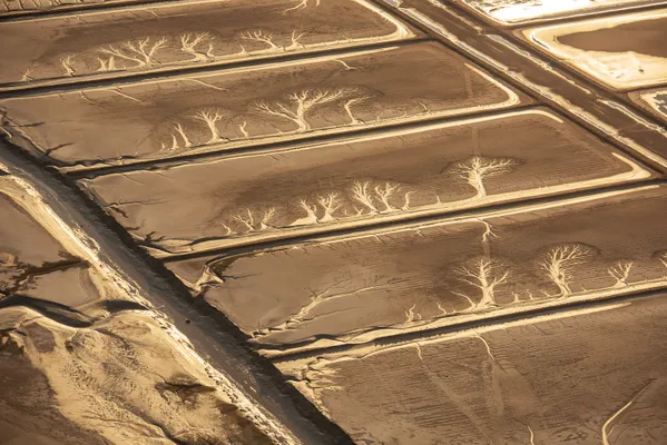 Ghost Forest of the Salt Ponds thumbnail
