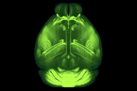 Researchers at the Allen Institute for Brain Science averaged the structures of 1,625 mouse brains to create a standard model.