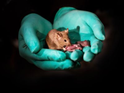 Scientists used modified egg and stem cells to create female mice with two mothers. These fatherless mice grew up to have babies of their own (through more typical means of conception).