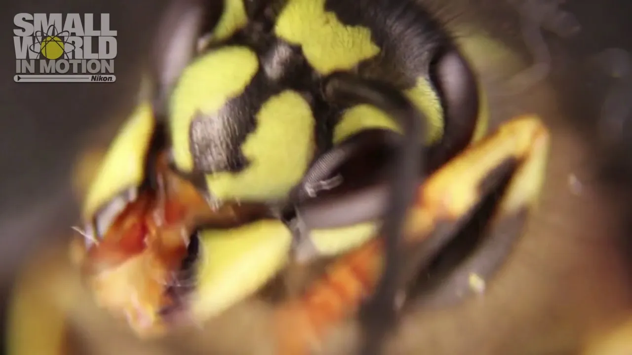 Preview thumbnail for A German Wasp - Jan Rosenboom