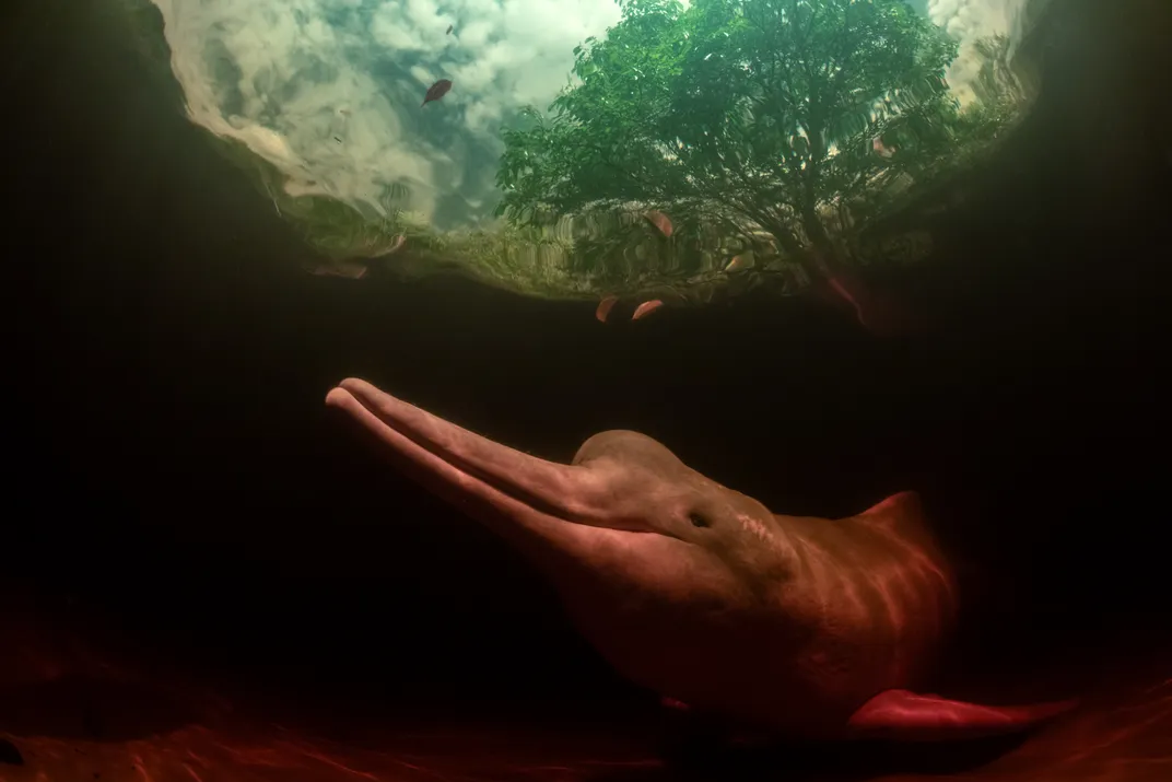 a pink river dolphin swims under the water, illuminated from above where a tree is visible