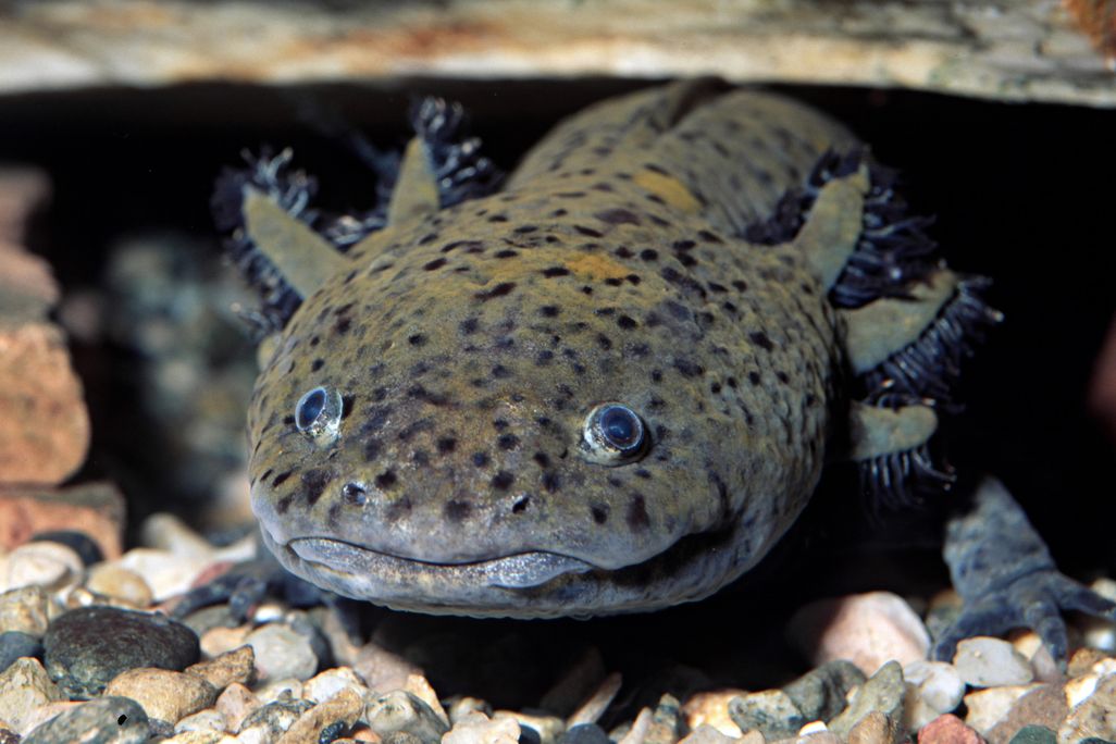a dark colored, spotted axolotl on a bed of rocks