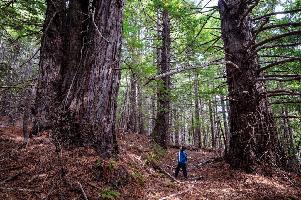 A person stands in a redwood forest