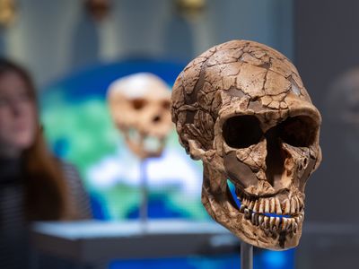 A cast of a Neanderthal skull at the&nbsp;Chemnitz State Museum of Archaeology in Germany. New research delves into when humans and Neanderthals interbred.