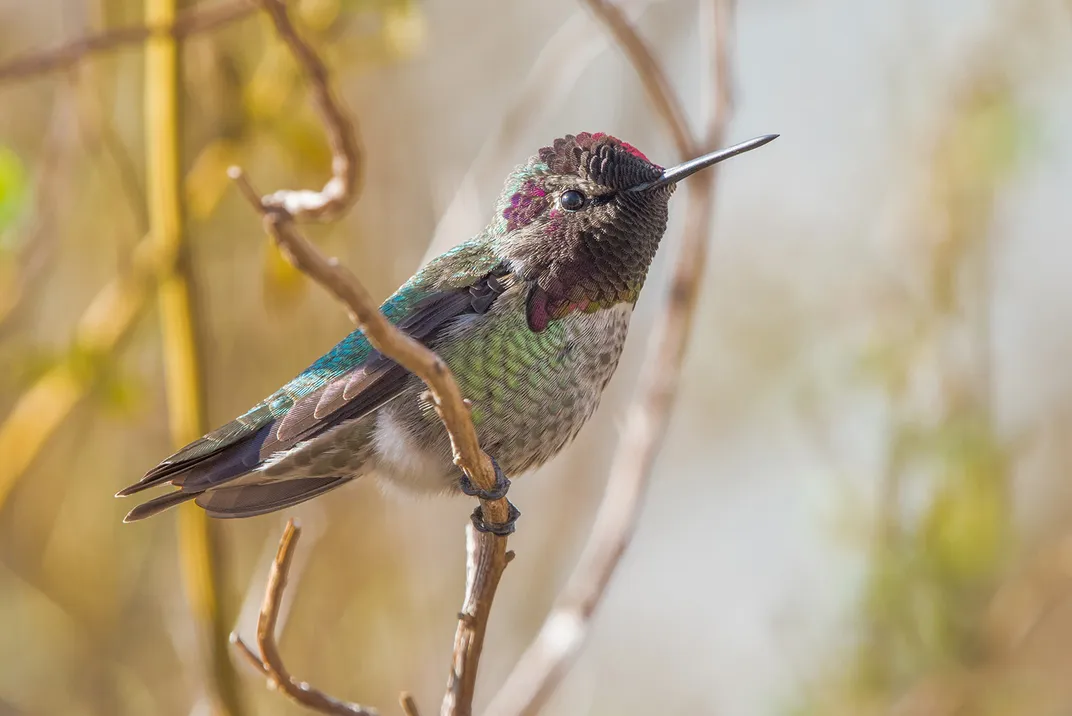 Hummingbird