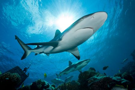 A new study on grey reef sharks turned up a few surprises.