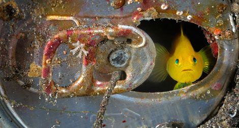 yellow goby