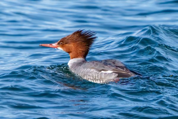 Female Common Merganser Swimming in Guemes Channel thumbnail