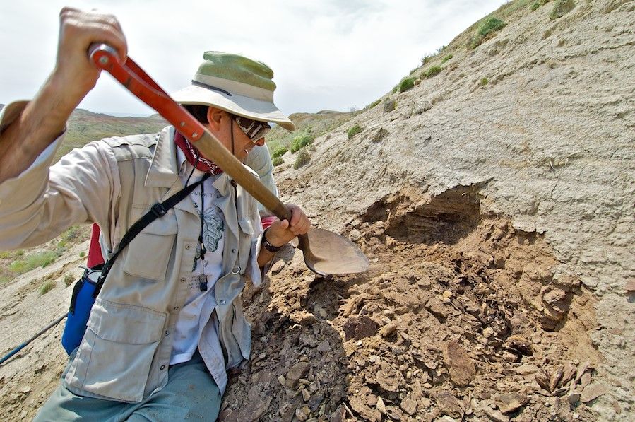 Smithsonian paleobiologist Scott Wing digs for plant fossils in Wyoming. (Tom Nash)