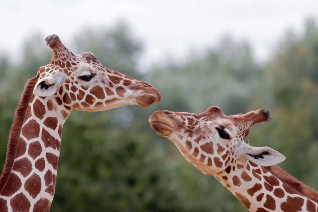 Giraffes kissing