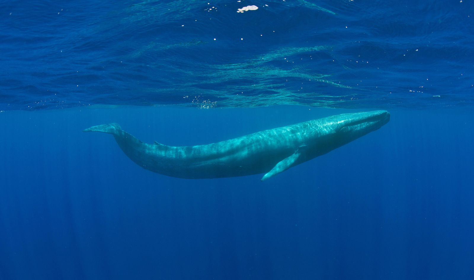 Using Nuclear Bomb Detectors, Scientists Overhear the Secret Songs of a  Never-Before-Seen Pygmy Blue Whale Population | Smart News| Smithsonian  Magazine