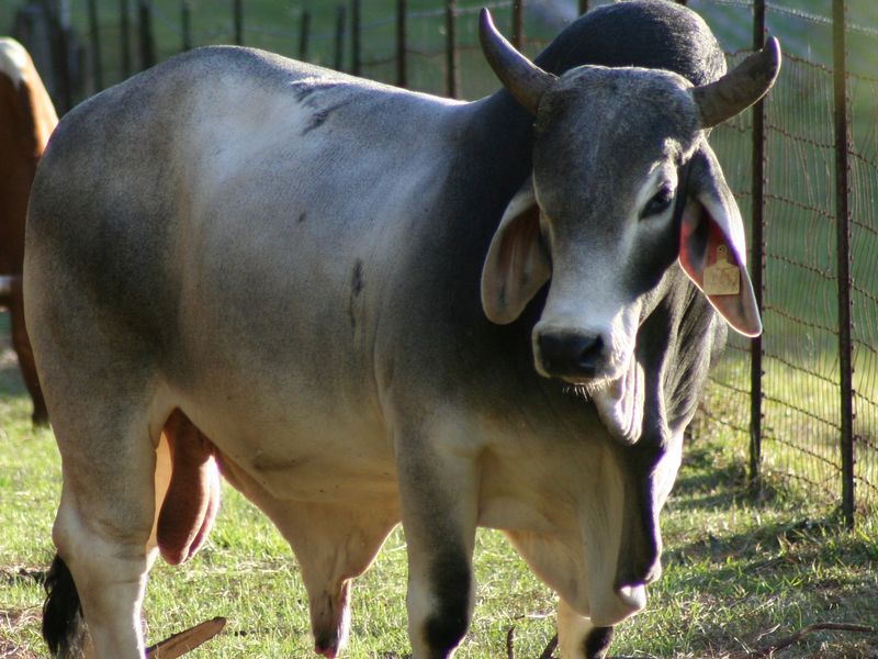 Brahma Bull | Smithsonian Photo Contest | Smithsonian Magazine