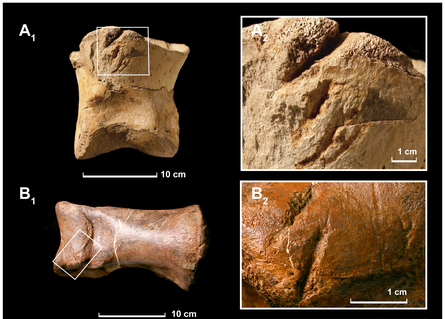 20110520083244tyrannosaurus-damaged-bones.jpg