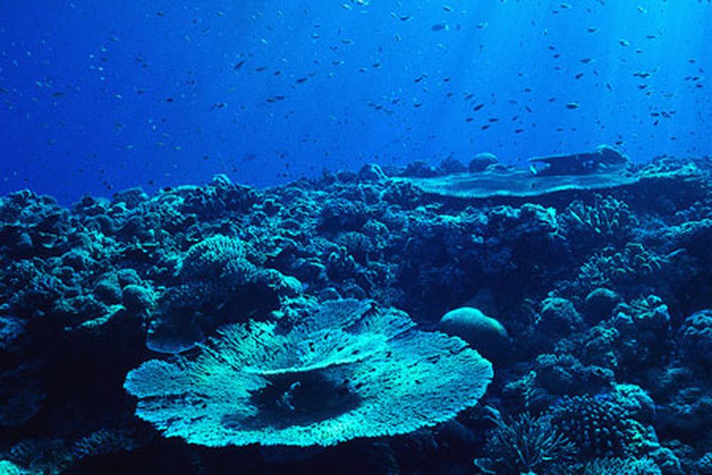 ECOCENTER: The OCeans