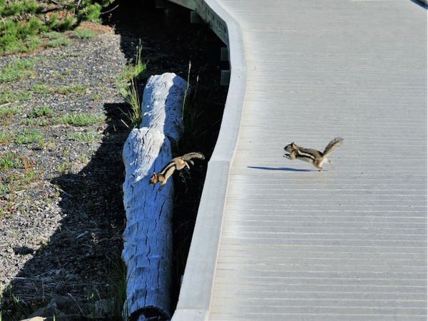 Squirrel jumps into the void thumbnail