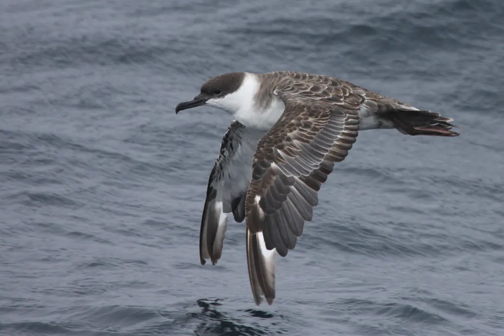 Great Shearwater