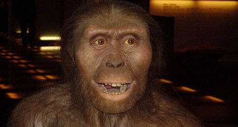 Australopithecus afarensis