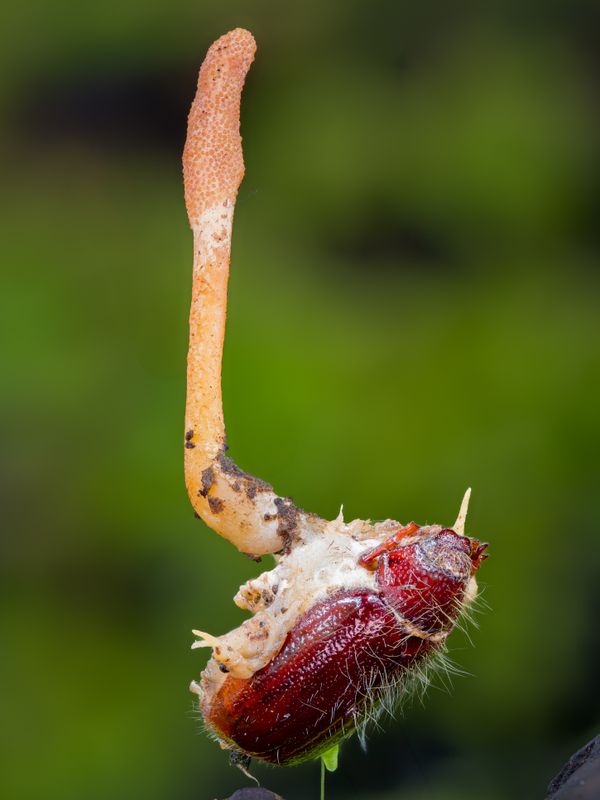 Beetle fallen victim to a cordyceps fungi thumbnail