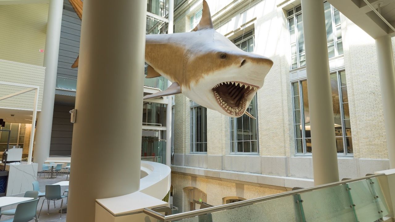 Megalodon May Be Extinct, but There's a Life-size One at the Smithsonian |  Smithsonian Voices | National Museum of Natural History Smithsonian Magazine, image size:1280x720