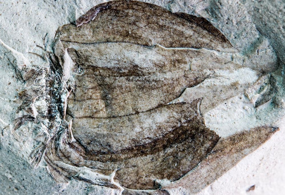 fossil tomatillo