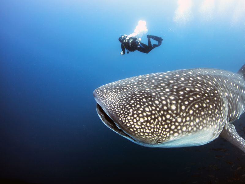 diver-for-scale-pregnant-female-whale-shark-in-the-galapagos-islands