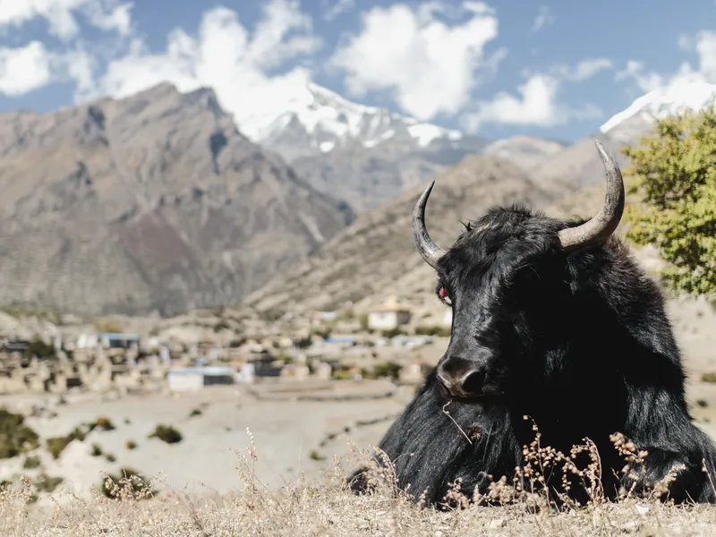 black yak overland travel