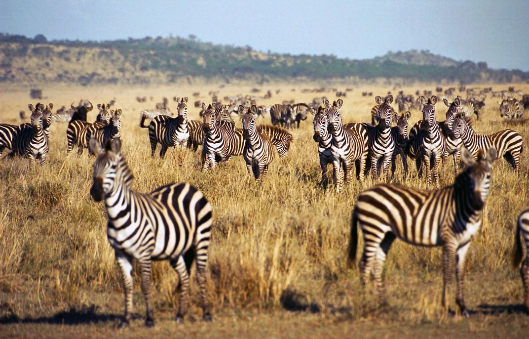 Herd of zebra on the Serengeti