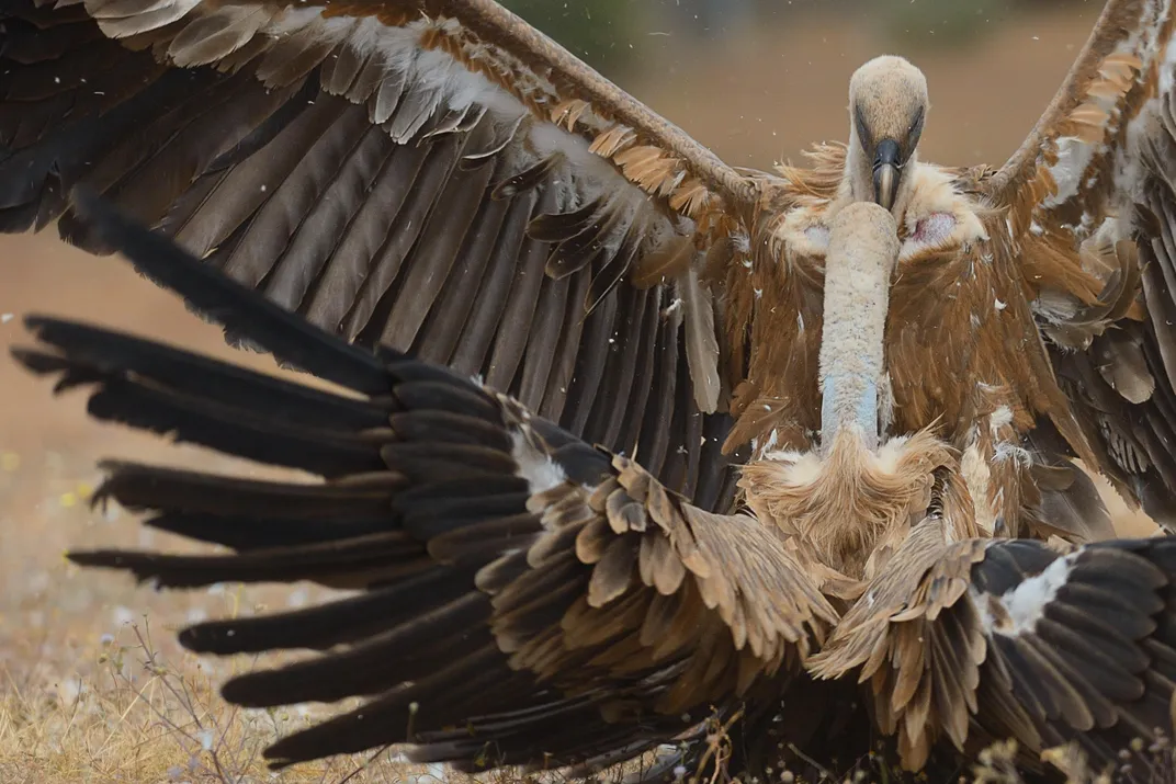 Griffon vultures, Campanarios de Azába Reserve, Rewilding Europe