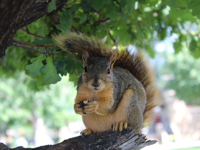 Wellfed squirrel in Colorado Springs park Smithsonian Photo Contest