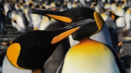 King penguins are the second largest species of penguin