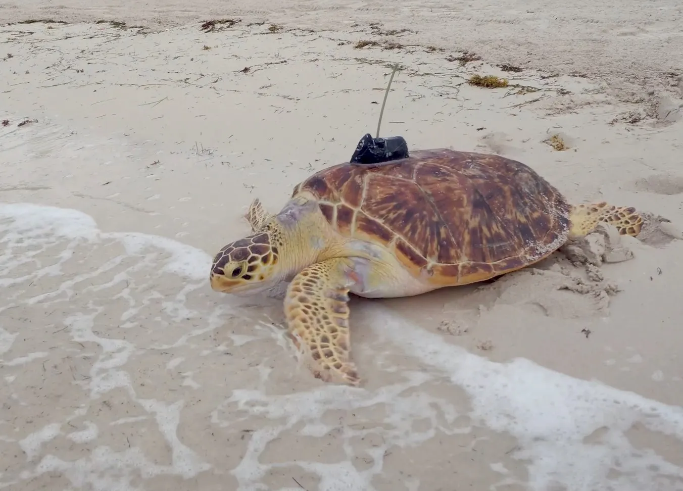 Rare Hybrid Hawksbill-Green Sea Turtle Released in Florida