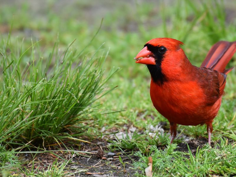 A red cardinal eating Smithsonian Photo Contest Smithsonian Magazine