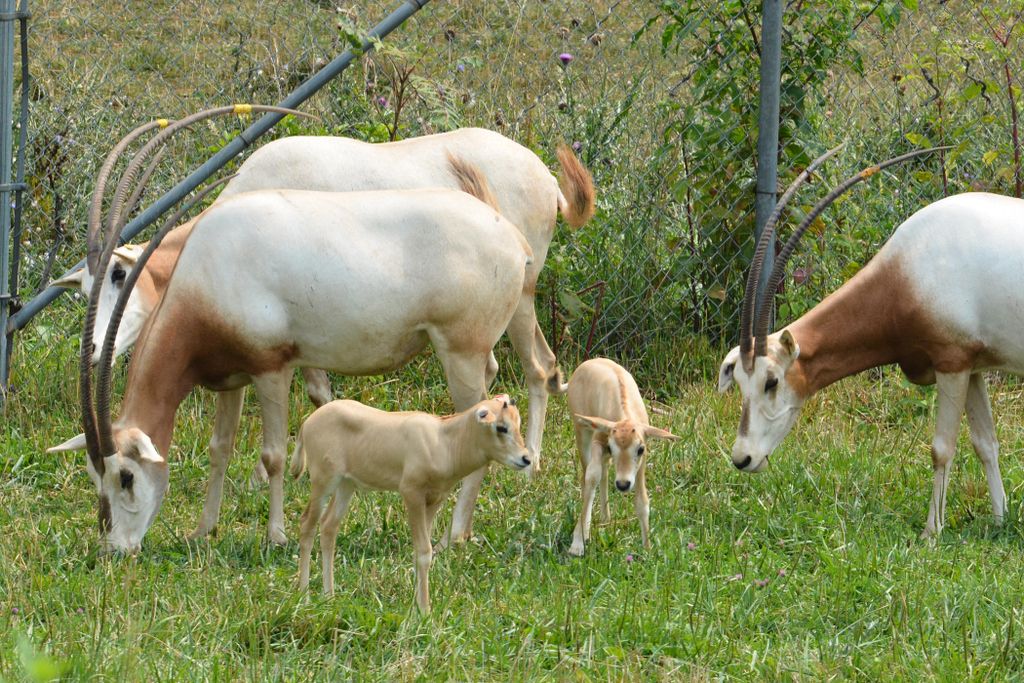 Calves and mothers grazing