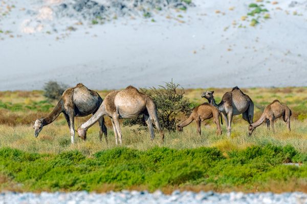 Caravan on the Vein of Life thumbnail