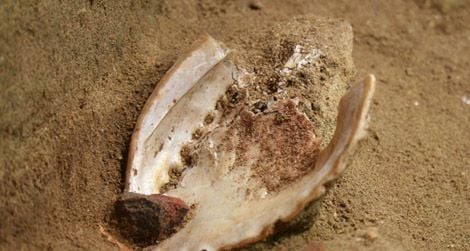 An abalone shell recovered from Blombos Cave and a grindstone covered in red ochre.