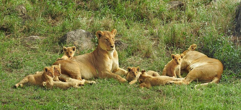  Two female lions with cubs. 