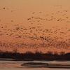 38,000 Sandhill Cranes Flock to Nebraska in a Record-Breaking Start to Spring Migration icon
